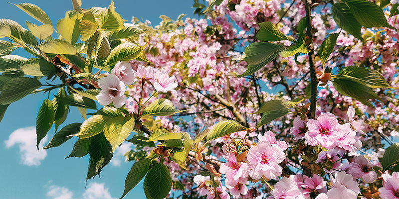 En titt opp mot kirsebærblomstene i Kew Gardens i London, som viser ulike varianter av kirsebærtrær hos fotoknudsen.
