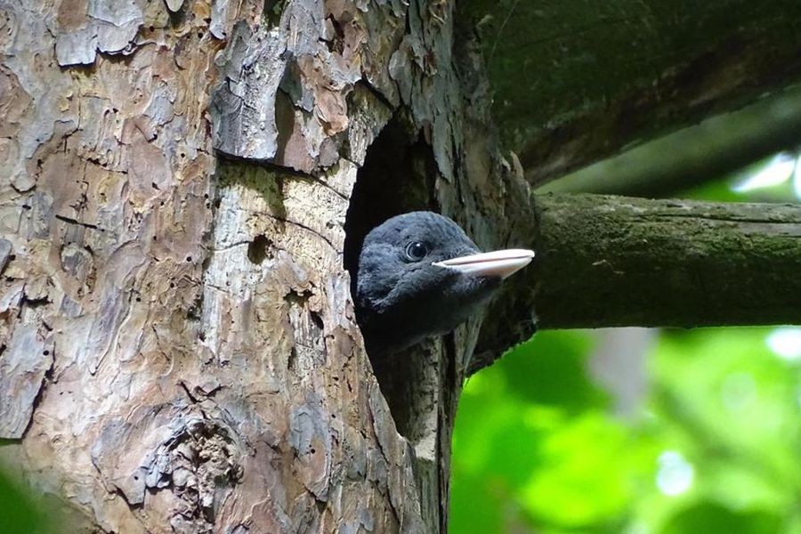 Dype elvekløfter og gamle borgruiner titter frem mellom trærne i Thayatal nasjonalpark i Østerrike, den beste nasjonalparken i Østerrike for fred og ro i fotoknudsen sin guide.