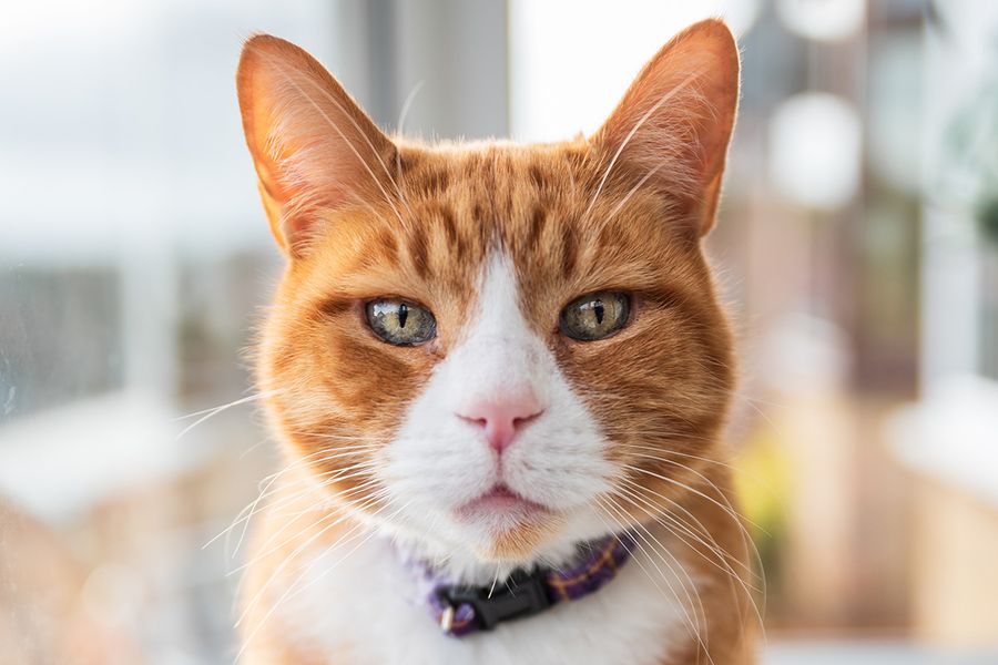 Et nærbilde av ansiktet til en rødlig katt illustrerer Wes Kristophers tips for fotoknudsen om å komme lavt ned og i øyenhøyde for å fange mer personlighet i kjæledyrfotoshooter.