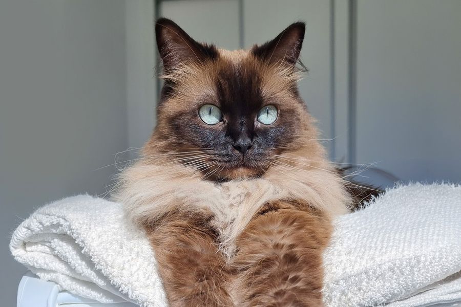 En luftig brun katt med klare blå øyne, som tilhører Ivo, illustrerer fotoknudsen sine tips om å bruke naturlig lys for de beste kjæledyrbildene.