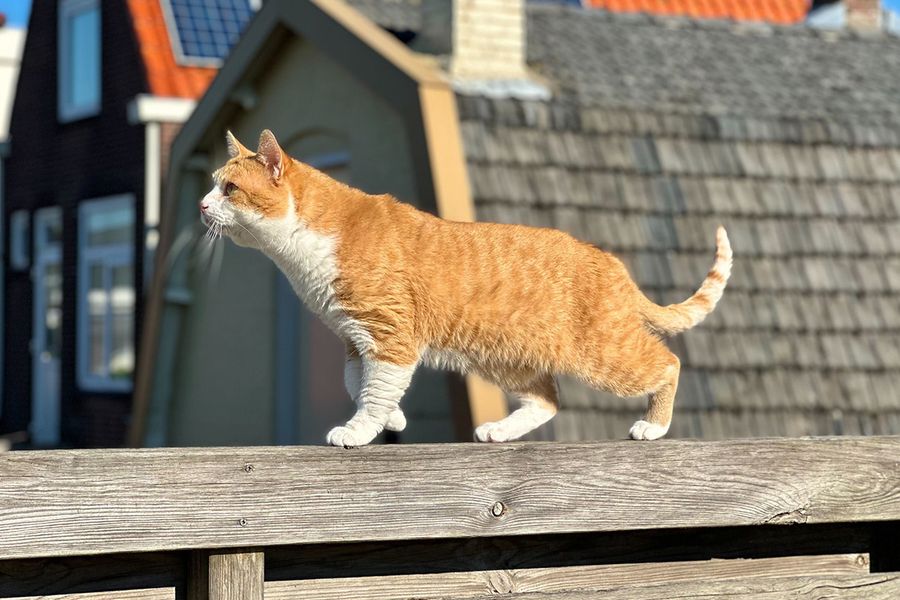 Kacchan den rødlige katten illustrerer Rans tips for fotoknudsen om å følge sollyset for den beste naturlige fargegraderingen i søte kattebilder.