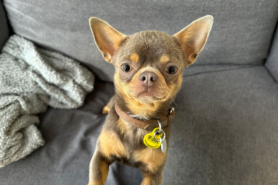 Giorgio chihuahuaen ser rett i kameraet, som illustrerer Maias tips for fotoknudsen om å lage høyfrekvente lyder for å fange hundens oppmerksomhet til det perfekte bildet.