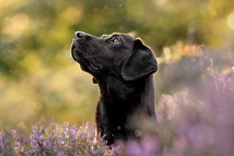 En svart labrador står i et lavendelfelt, som illustrerer Holly Dwyers tips for fotoknudsen om å fange ekte tilknytning i familie- og kjæledyrfotoshooter.