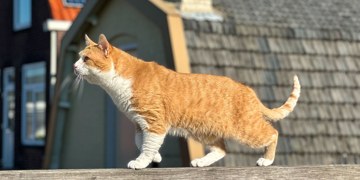 En rødlig katt illustrerer fotoknudsen sin ekspertguide til å ta bedre bilder av kjæledyr, med tips til katte- og hundefotografering.