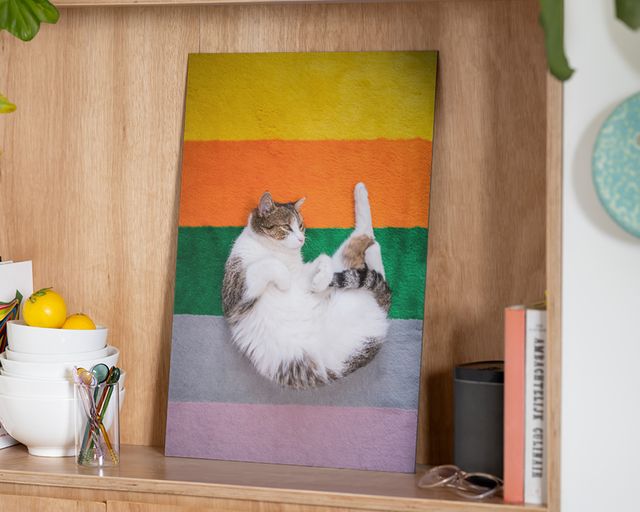 Aluminiumsplate av en katt på en regnbuestripet matte.