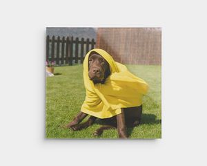 Plexiglasstrykk av en hund på et gult teppe utendørs.