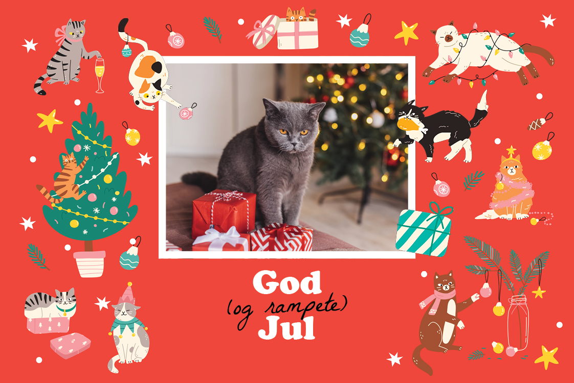 Fotokort — Rampete katt